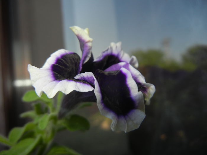Blue & White Petunia (2014, July 07) - PETUNIA Simple