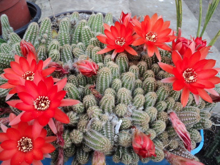 DSC04599 - 0-florile mele