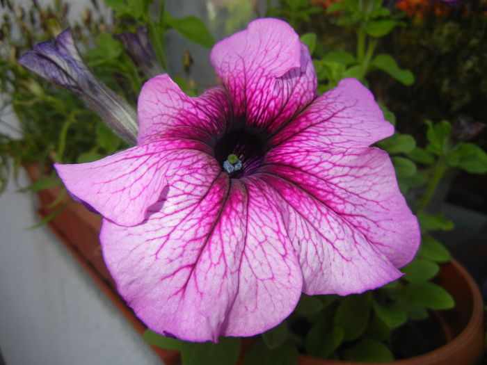 Purple Petunia (2014, July 07) - PETUNIA Simple