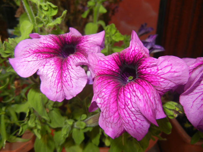 Purple Petunia (2014, July 08)