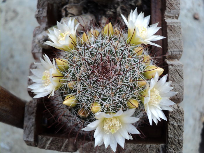 DSC04601 - 0-florile mele