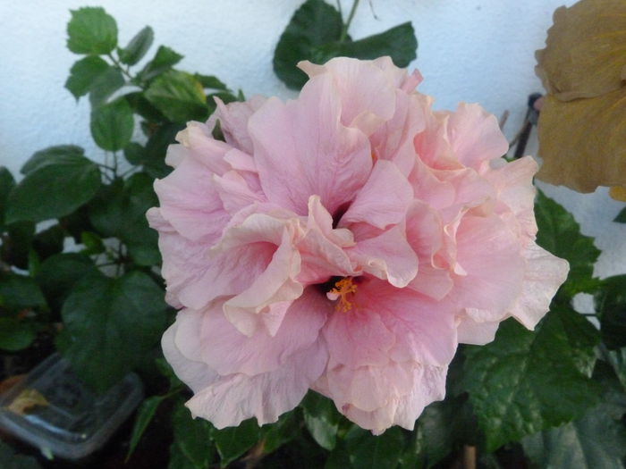 Classic Pink - Hibiscusi