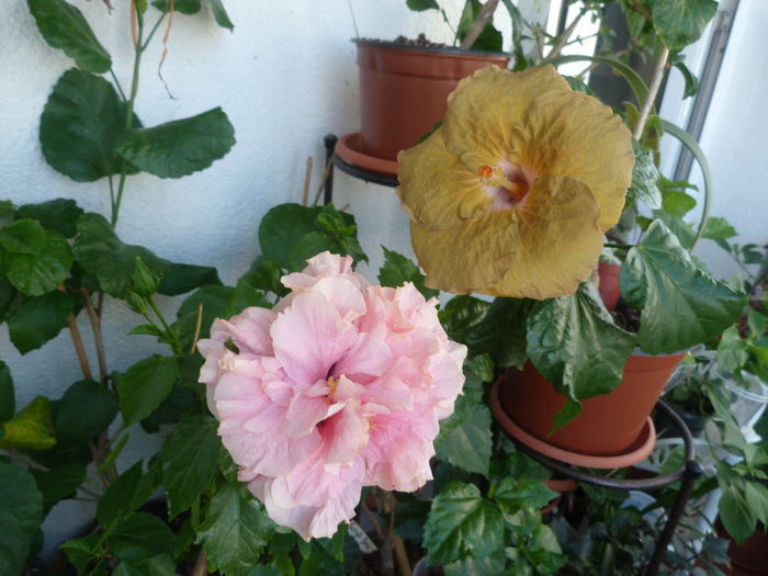 Classic Pink, Suntan