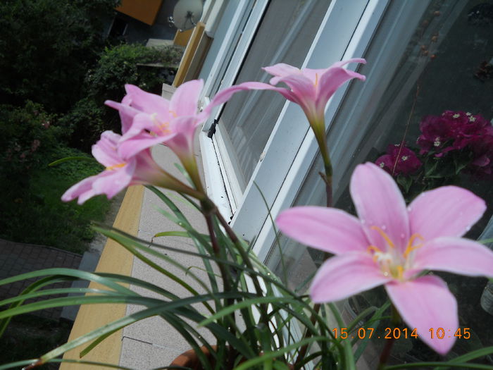 003 - IULIE 2014