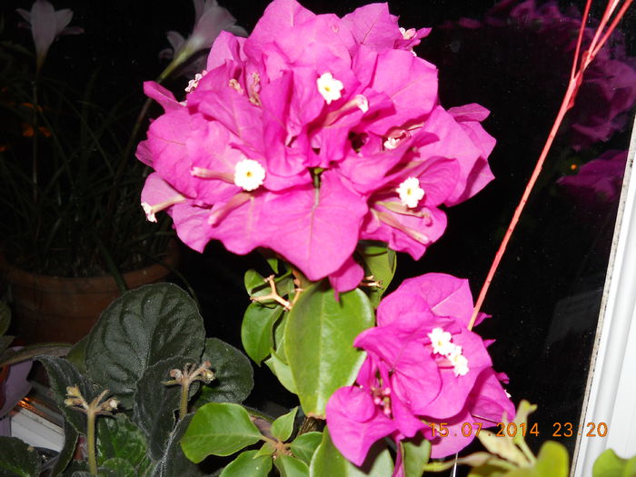 bouga deep purple