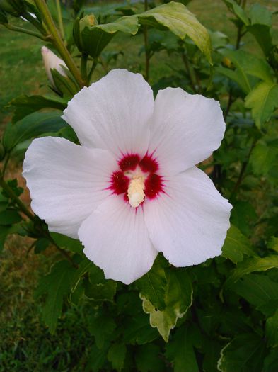 Hibiscus Siriacus