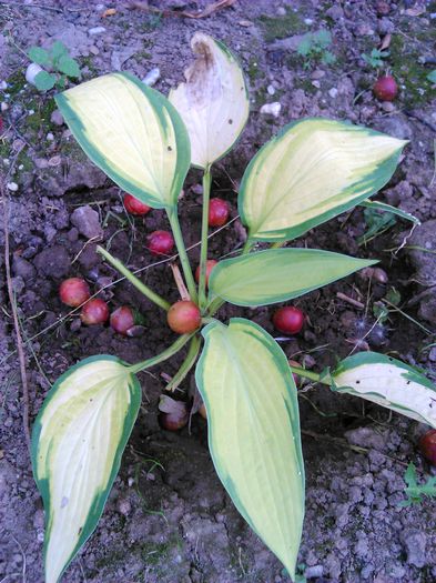 Hosta Orange Marmelade - Flori - 2014