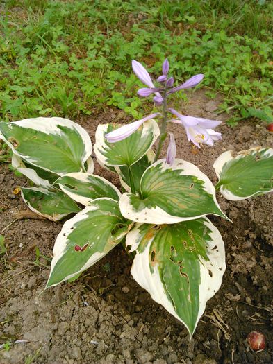 Hosta Patriot
