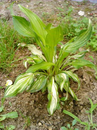 Hosta variegata medioundulata