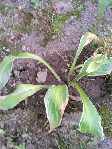 Hosta Fluctuans Sagae