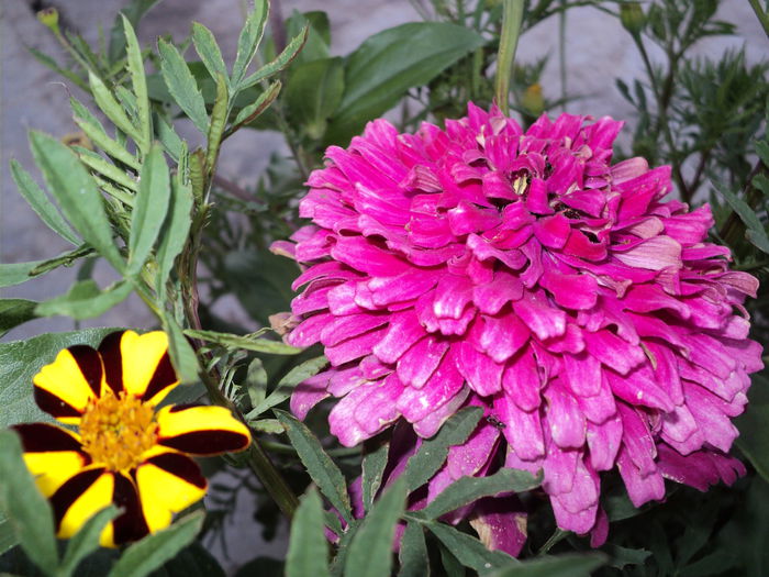 DSC04690 - 0-florile mele