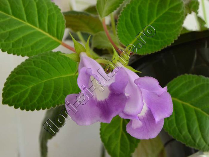 xGlosinningia Luci s Blue Lila