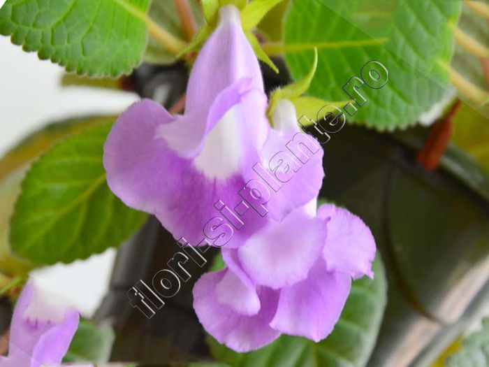 xGlosinningia Luci s Blue Lila