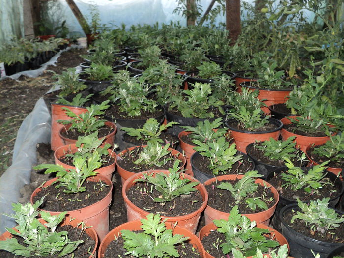 DSC04694 - 0-florile mele