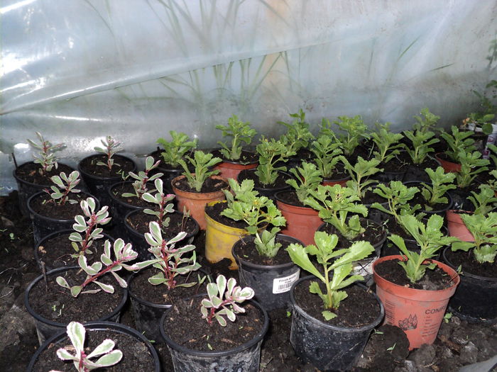 DSC04695 - 0-florile mele