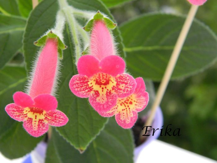 Yf_s Criss 17-07-2014'' - Yf_s Criss