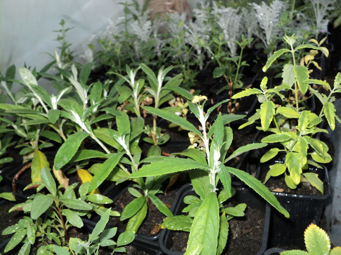 DSC04697 - 0-florile mele