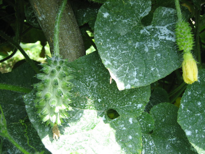 16 iulie - kiwano