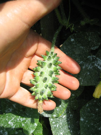 16 iulie kiwano
