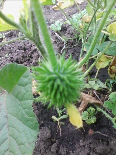 castravete salbatic - a-a GRADINA DE LEGUME-2014