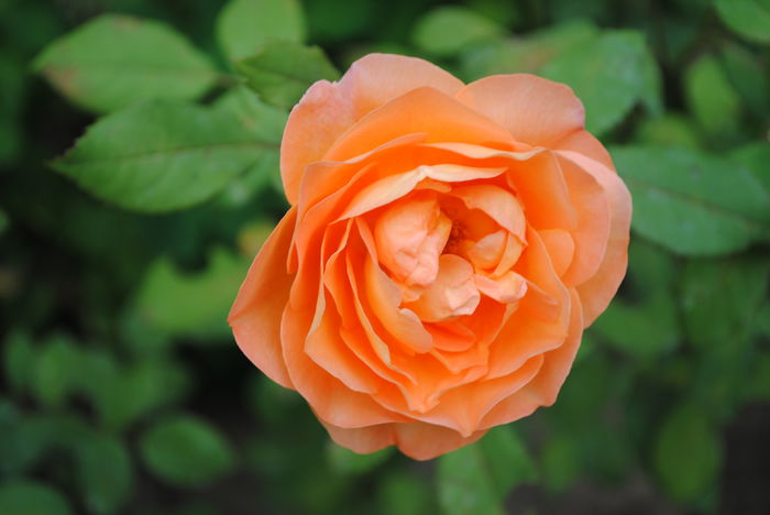 Lady Emma Hamilton
