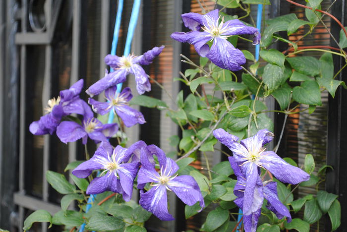 clematis Tie Dye