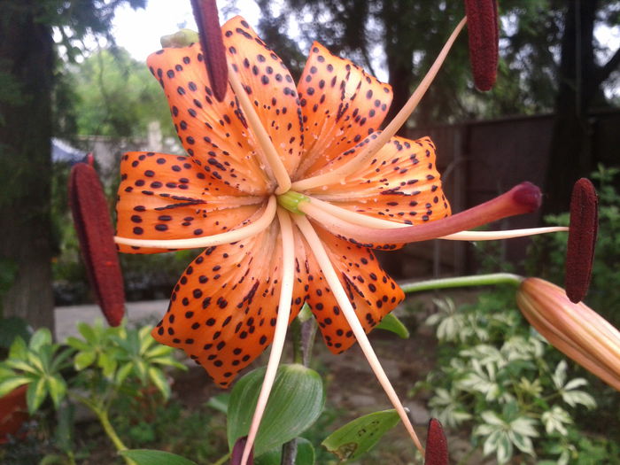 2014-07-17 11.24.09 - lilium lancifolium