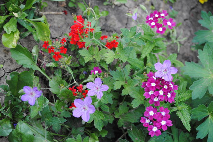 verbina(lantana camara)&geranium - yyy 2014 gradina mea