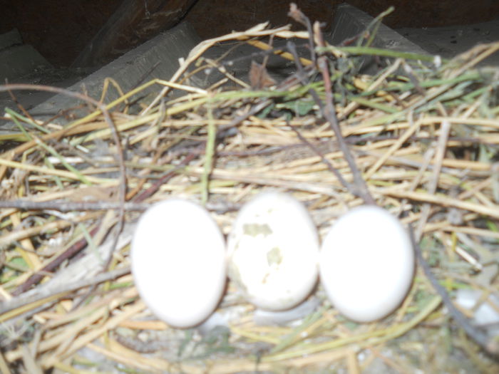 DSCN2829; 2 oua voiajor si unul de bronzat
