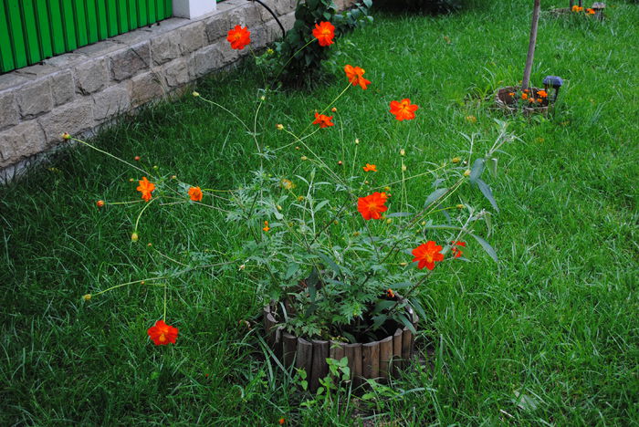 cosmos - yyy 2014 gradina mea