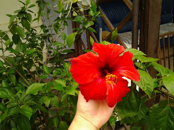 Fotografie0445; hibiscus
