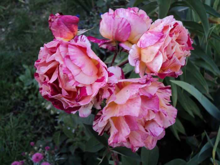 DSC04673 - 05-trandafirii mei