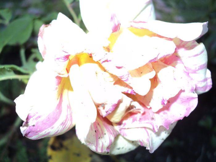DSC04691 - 05-trandafirii mei