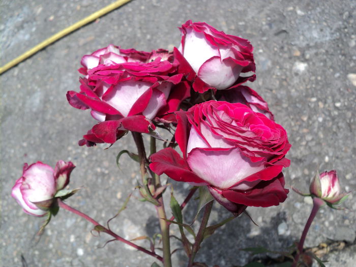 DSC04712 - 05-trandafirii mei