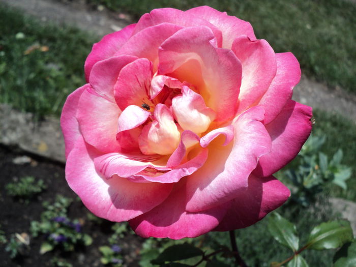 DSC04719 - 05-trandafirii mei