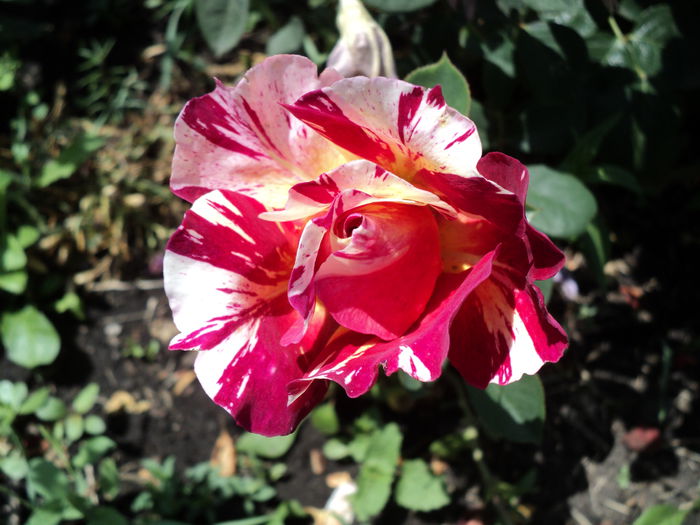 DSC04726 - 05-trandafirii mei