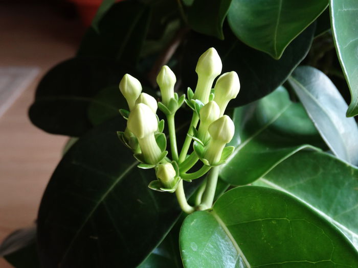 DSC00847 - Stephanotis flotibunda