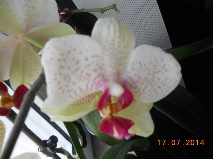 DSCN5785 - Orhidee 2011-2012-2013-2014-2015-2016
