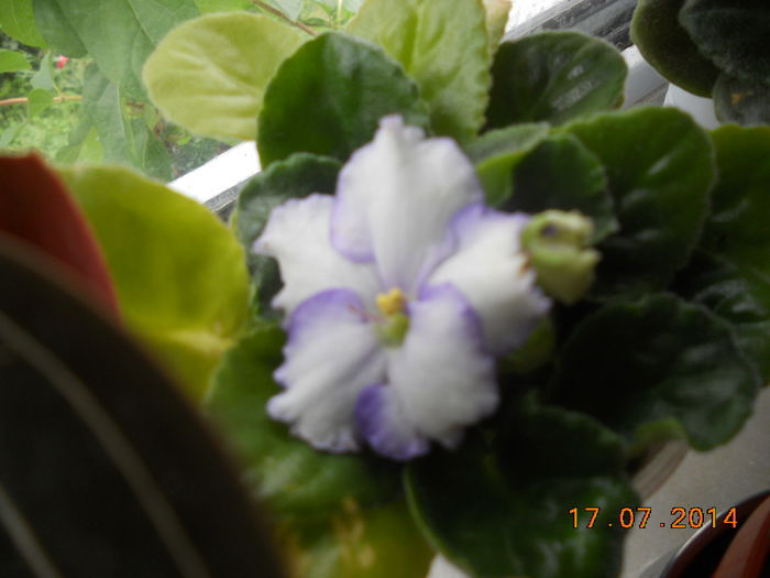 DSCN5775 - Violete 2012-2013-2014-2015