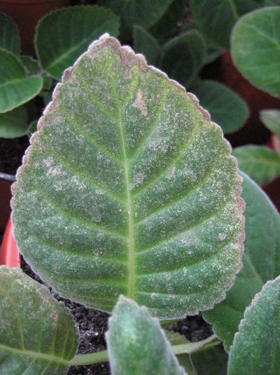 MENTIONEZ FAPTUL CA SUNT POZITIONATE ,UNDEVA UNDE BATE SOARELE DESI EXIZTA PERDEA,DIN LIPSA DE SPATI; ASTEPT INFORMATII DE LA CUNOSCATORI
