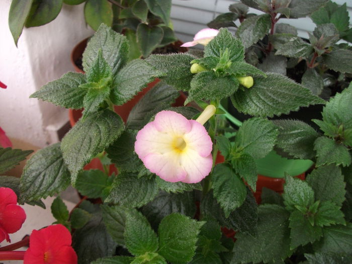 DSCF6438 - Achimenes 2014