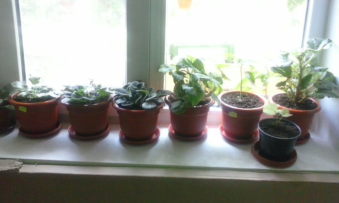 IMG_20140717_130059 - iulie  2014