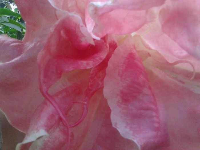 pink perfection - brugmansii-daturi-iochrome 2014