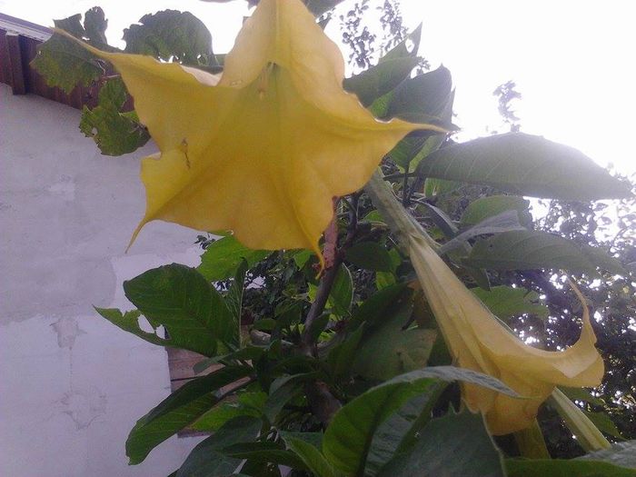 10464221_1508336342735548_2959746966855006607_n - brugmansii-daturi-iochrome 2014