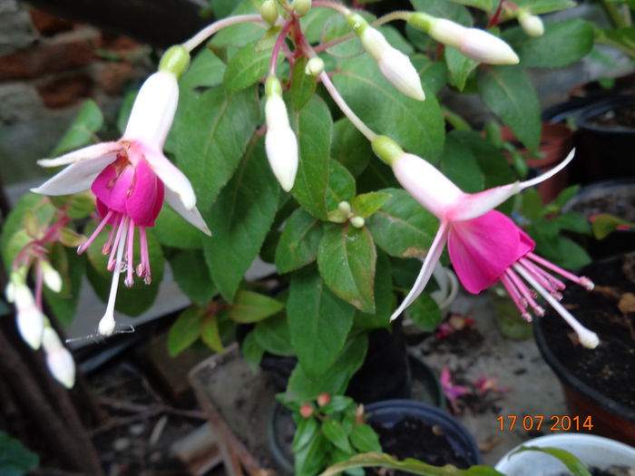 DSC00647 - 00 Culoare-gingasie-parfum 2014-2015