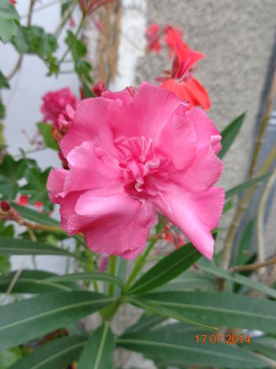 DSC00655 - 00 Culoare-gingasie-parfum 2014-2015