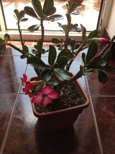 image - Adenium-trandafirul desertului