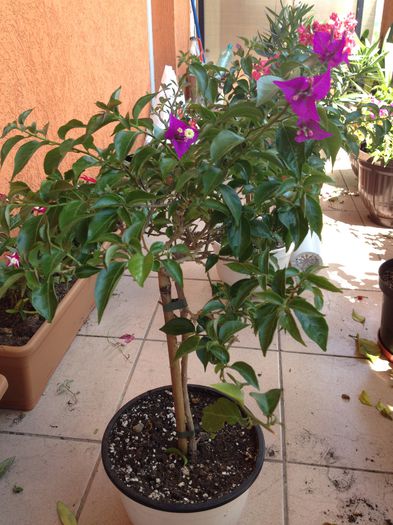 image - bougainvillea