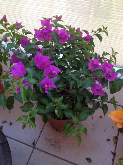 image - bougainvillea