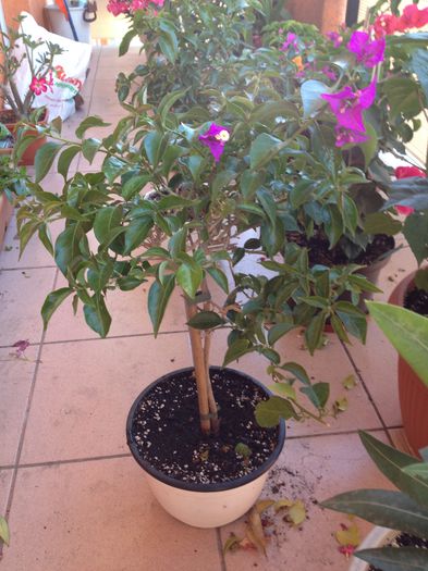 image - bougainvillea